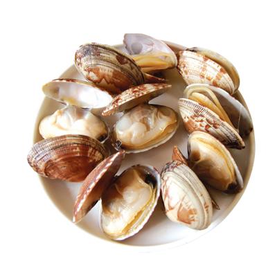 China Delicious Snack 100% FROZEN Exportable Frozen Seafood Short Neck Clams and Healthy Seafood for sale