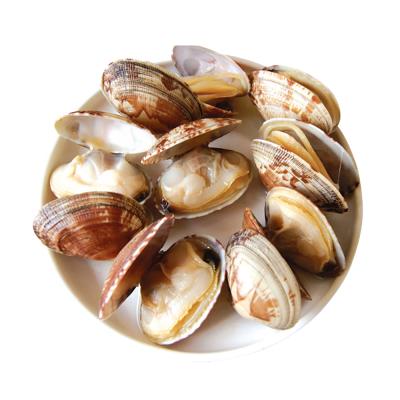 China FROZEN Delicious Healthy Frozen Boiled Shortneck Clam Fresh Seafood Clam Seafood Display Baby Boiled Clam for sale