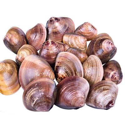 China New Arrival Delicious Fresh Frozen Clam FROZEN Vacuum Packing Precooked Baby Clam for sale