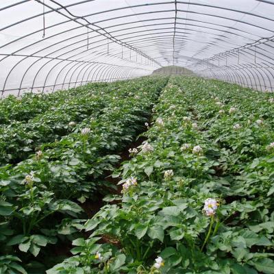 China Greenhouse Seedling Growing Cheap Price Galvanized Pipe Hothouse Galvanized Greenhouse Tunnel for sale