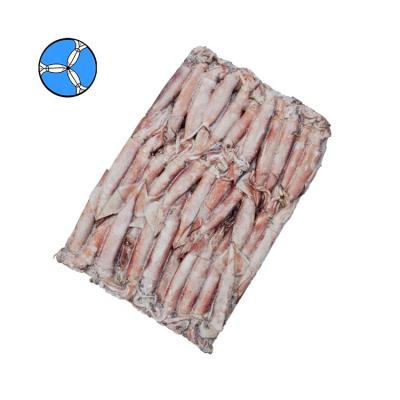 China SANFENG Nutritious Seafood Good Prices Frozen Seafood Todarodes Squid for sale