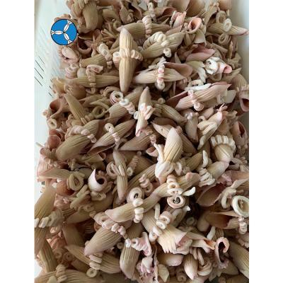 China Newcomer Nutritious Calamari Wing Flower For Market Frozen Squid for sale