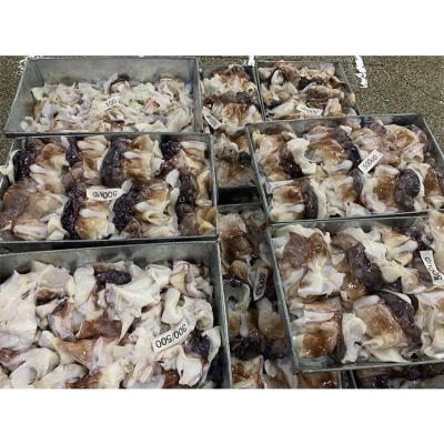 China Good FROZEN Calamari cous 300/500 peru price frozen/giant squid for export for sale