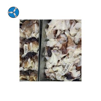 China High Quality FROZEN Peru Squid Neck Seafood Frozen by BQF with Competitive Price for sale