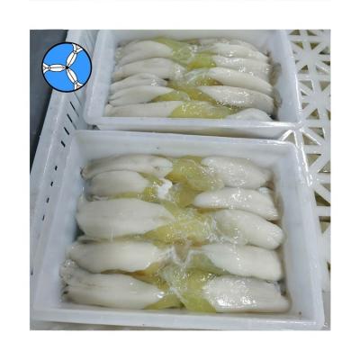 China Thailand Nutritious BARBECUE SEAFOOD SANFENG Illex Frozen Squid Eggs for sale