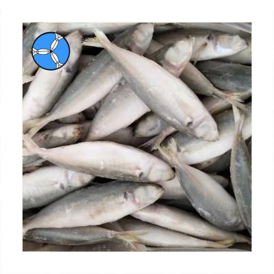 China Sanfeng nutritious seafood frozen saurels and round scad for sale