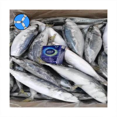 China NATURE SANFENG SEAFOOD Fish Prices Good Pacific Frozen Japanese Mackerel Mackerel Seafood for sale