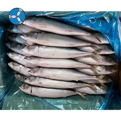 China SANFENG New Arrival JELLY SEAFOOD High Quality Frozen Mackerel 400-600g Pacific Fish for sale