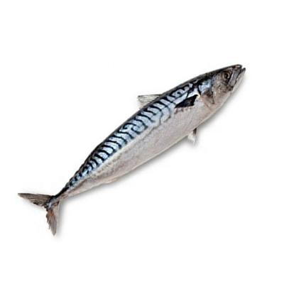 China Wholeround Frozen Pacific Mackerel New Season JELLY for sale