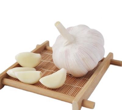 China Factory OEM fresh china continuous supply best quality direct bulk garlic cheapest price elephant garlic garlic for sale for sale