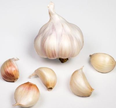 China Fresh china fresh white garlic seeds manufacturer quality for sale for sale