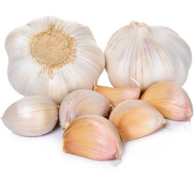 China Fresh fresh china garlic flowers curry use for sale for sale