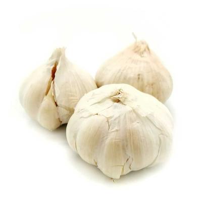 China Free Sample Purchase Elephant Garlic Factory Fresh For Sale for sale