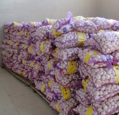 China Bulk Crops 20kg Fresh Mesh Bag Porcelain Pure White Garlic Suppliers for sale