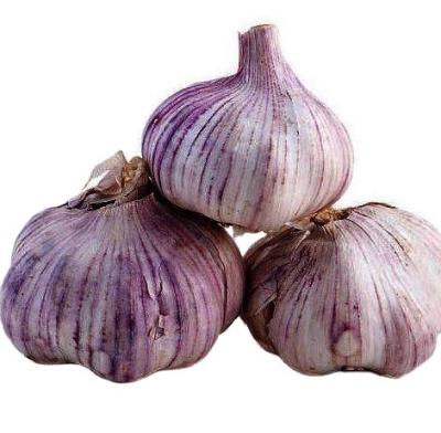 China Fresh Flexible Moq Quickly Deliver OEM Factory Newest Cultivation Lower Prices Quality Guarantee Wholesale Fresh Soft Neck Red Garlic for sale