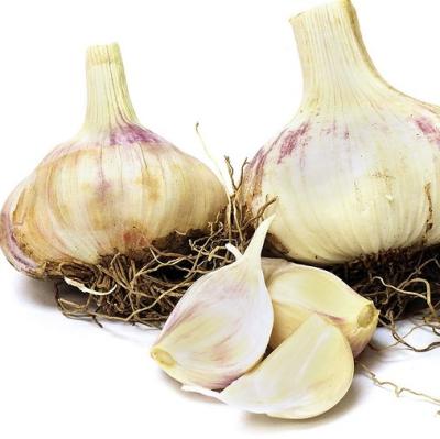 China China Grade Top Fresh Red Toch Soft Neck Garlic Price Factory for sale