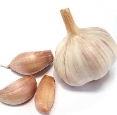 China Lower price fresh china fresh garlic manufacturers for sale for sale