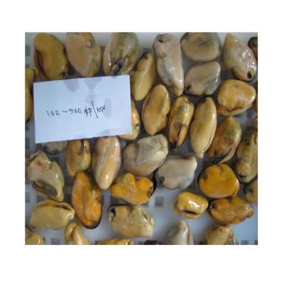 China china supplier FROZEN frozen blue mussel blue mussel for sale retail fresh frozen mussel retail for sale