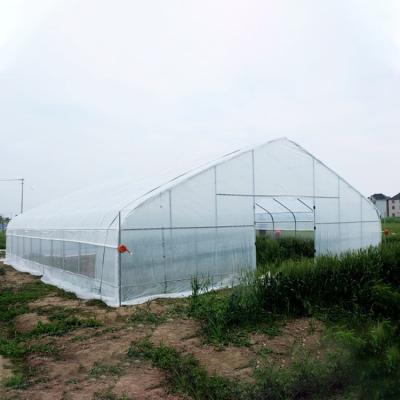 China Waterproof Plants Growing Single-span Cheap Large Size High Tunnel Agricultural Greenhouse For Tomato Growing for sale