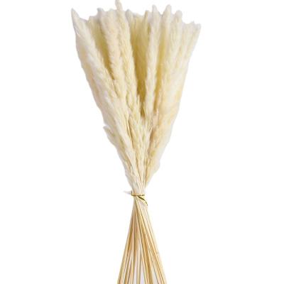 China Wholesale Decoration Pampass Grass Dried Flower for sale