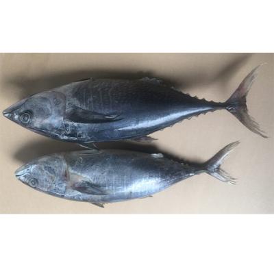 China 500g Canned Large Tuna Frozen Fish Factory Fresh for sale