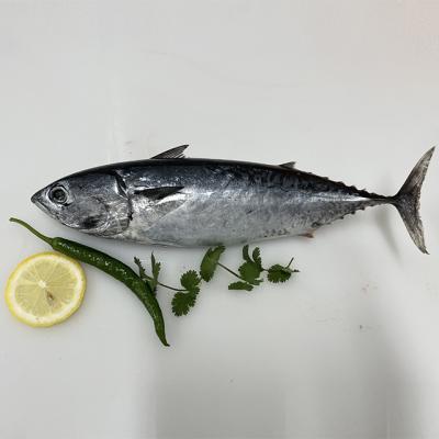 China 300g FROZEN UP Whole Raw Frozen Bonito for sale