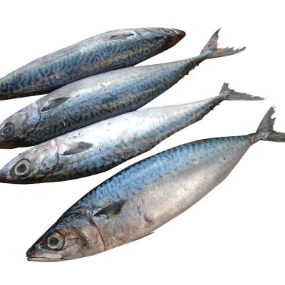 China 2015 Hot Sea FROZEN Japanese Mackerel Good for sale