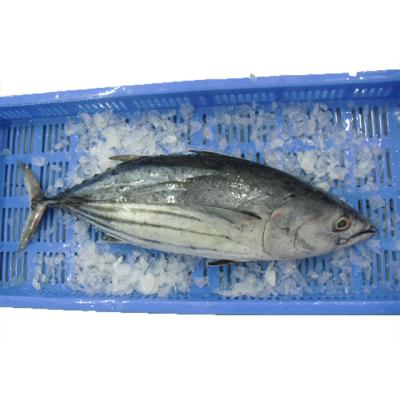 China Canned Type Fish Product Fresh Bonito Tuna Price 5kg for sale