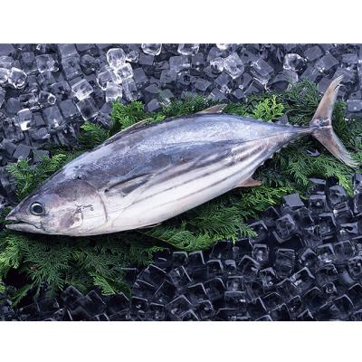 China Tuna For Sale Canned Whole Fresh Bonito Fresh Style Prices for sale