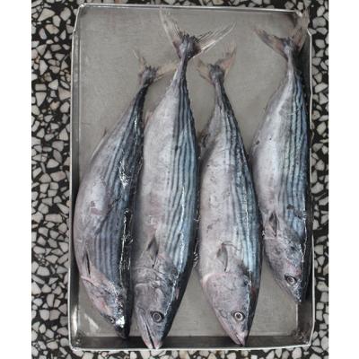 China 500-1000g Tuna Whole Round Organic Frozen Sarda for sale