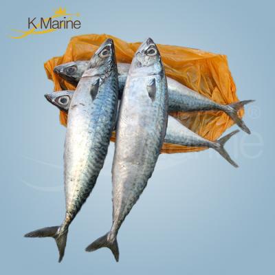 China Organic Sea Frozen Big Size Tunas for sale