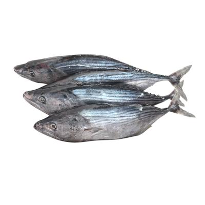 China Organic Fresh Seafood and Frozen Seafood Sarda Orientalis Fish for sale