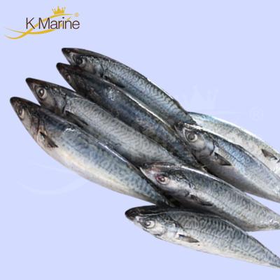 China FROZEN Fish and Seafood Frozen Mackerel for sale