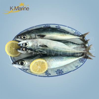 China Organic frozen seafood and fish frozen mackerel for sale