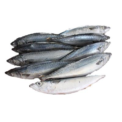 China Fresh+Seafood Low Fat Atlantic Mackerel Fish , Frozen Indian Mackerel Fish for sale