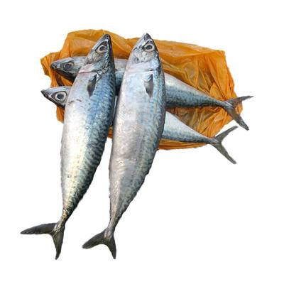 China 200-300g Organic Whole Fresh Frozen Mackerel Fish Prices for sale