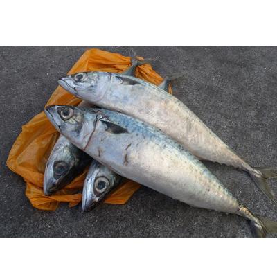 China 100-200g organic whole frozen mackerel Tuna Fish Prices for sale