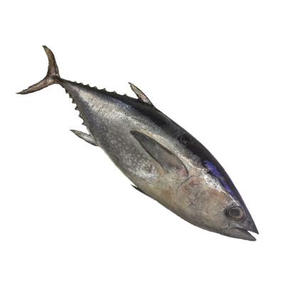 China Seafrozen Tuna Fish Organic Fresh Whole Bigeye for sale