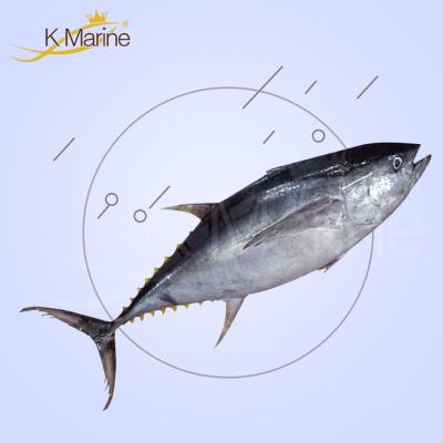 China Wholesale Organic Fresh Tuna Yellowfin Fish for sale