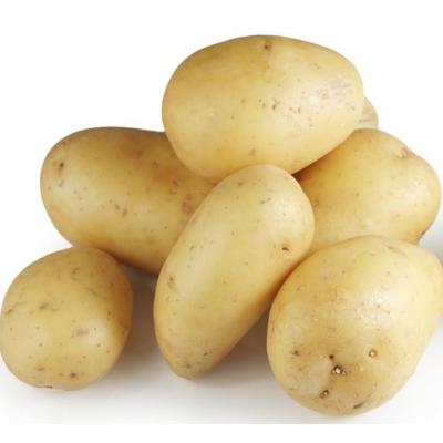 China Large Size Fresh Potato Pakistan Greece Producer Fresh Potato Price Per Ton for sale