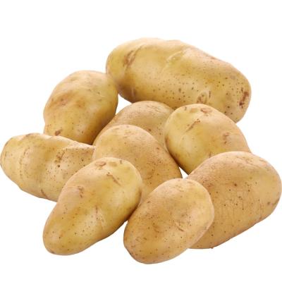 China Popular Promotional Cheap Price Fresh Delicious Nutritious Potatoes For Sale for sale