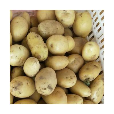 China Chinese Fresh Vegetable 100% Organic Fresh Seed Potatoes with Good Price for Sale for sale