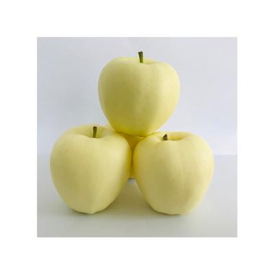 China China Factory Supplier Fresh New Arrival Organic Yellow Delicious Apples for sale