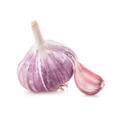 China Directly Supply Best Fresh Chinese Quality Manufacturer Natural Purple Skin Garlic for sale