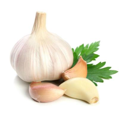 China Factory fresh fresh pure chinese white 6p garlic china wholesale price for sale