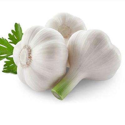 China Top Quality Fresh Natural Garlic White Widely Used Fresh Natural White Garlic for sale