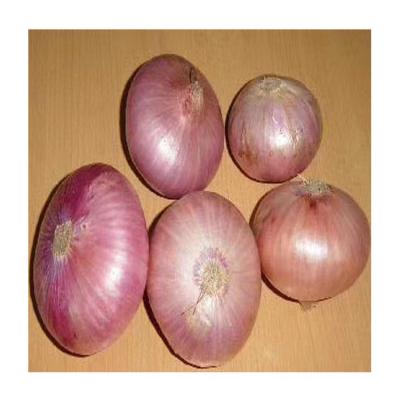 China Good Price Vegetables Fresh Yellow Onion Wholesale Delicious New Cultivation Specification for sale