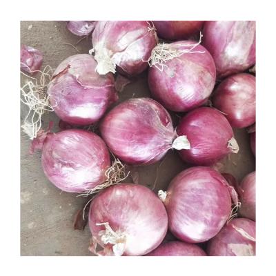 China Good carefully selected red fresh onion cheap organic fresh quality fresh shiny vegetables for sale