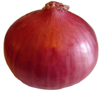 China High Quality Wholesale Buyers Fresh Red Onions Exporter Suppliers for sale