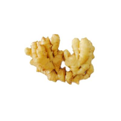 China Best Selling Fresh Organic Fresh Ginger From China Newest Different Cultivation Specification for sale